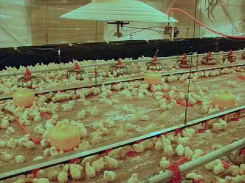 Chicks lose about 0.14 oz (4 g) in weight (under normal conditions) for every 24 hours without feed and water.