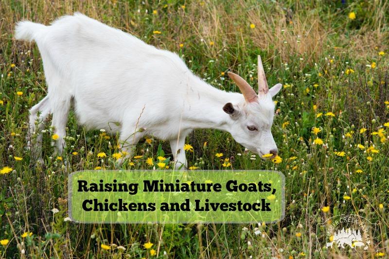 Raising miniature goats, chickens and livestock is possible on a small homestead.