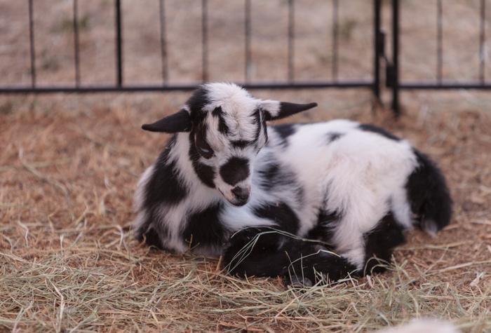 Are Nigerian Dwarf Goats the best choice? Choosing to raise miniature goats or cows and other livestock allows the family to fit more production into the family homestead.