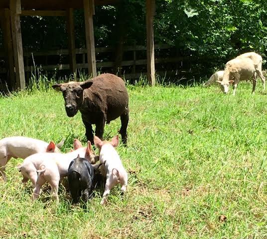 should get you off to a good start with this smaller breed of sheep. Ike, our mini southdown, chats with the piglets about the rules of the grassy field.