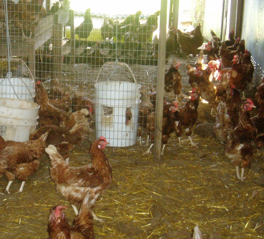 Poultry Production Guide for a 500 Layer Operation