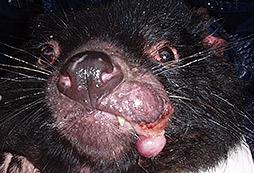 Tasmanian devils with large facial tumours were photographed in north-east Tasmania during 1996.