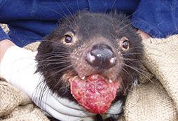 As at December 2006, the Tasmanian devil disease had been confirmed at 60 different locations across 59% of Tasmania's mainland.