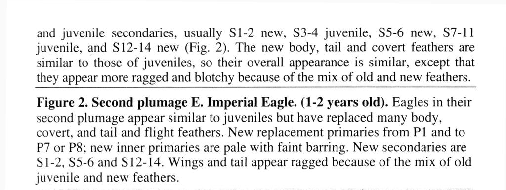 feathers. Figure 2. Second plumage E. Imperial Eagle. (1-2 years old). Eagles in their second plumage appear similar to juveniles but have replaced many body, covert, and tail and flight feathers.