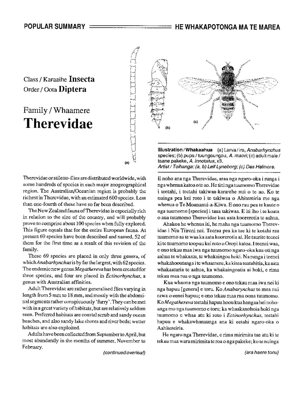 POPULAR SUMMARY HE WHAKAPOTONGA ΜΑ ΤΕ MAREA Class / Karaaihe InSeCta Order / Oota Diptera Family / Whaamere Therevidae Therevidae or stiletto-flies are distributed worldwide, with some hundreds of