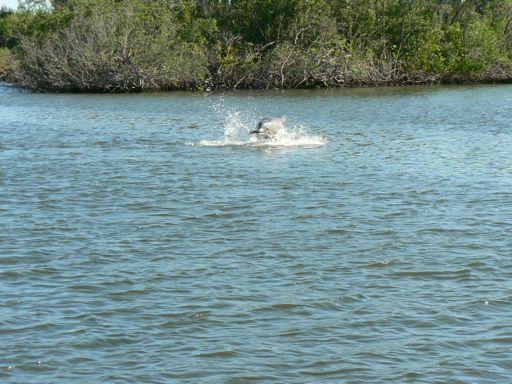 These temperatures have afforded me the opportunity to see bottlenose dolphin frolicking in the lagoon (right) and have allowed me to spend more