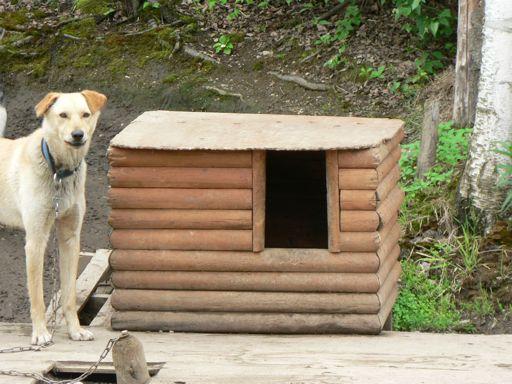 What special features would your doghouse have? I did a little research and came across several sites that specialize in doghouse designs.