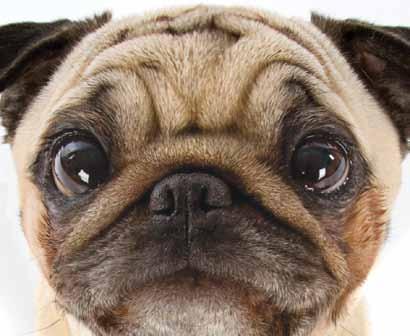 Pet Greens Treats contain NO wheat gluten or grains, so you can just give in to those big puppy-dog eyes without guilt.