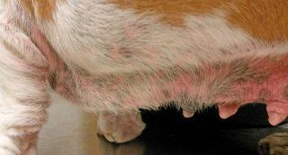 2012). Figure 3a. A dog with bacterial overgrowth syndrome (BOGS).