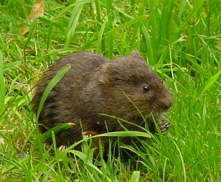 Rat Control & Water Vole Conservation Why are water voles important? Water Voles were once a common sight in Sussex but they have declined by over 90% in the last 30 years.