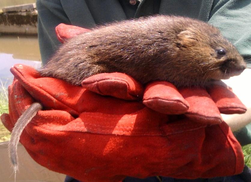 Their decline has been caused by many factors including habitat destruction and fragmentation, drainage, the introduction of the American mink, the mechanisation of ditch clearance and the