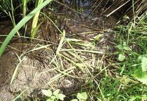 Droppings and feeding signs are the easiest things to look out for with water voles.