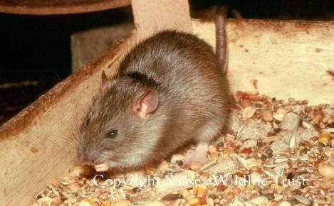 Differences between water voles and rats Rat T Bernhard Brown rat feeding at a bird table Sussex Wildlife Trust The following will help you tell the difference between water voles and rats:- FEATURE