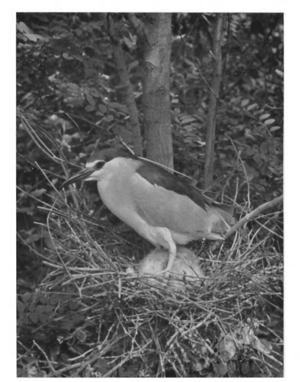 British Birds, Vol. xlvii, PI. 53. ADULT AT NEST WITH YOUNG. CAMARGUE, SOUTH FRANCE. MAY, 1949. (Photographed by H. A. PATRICK).