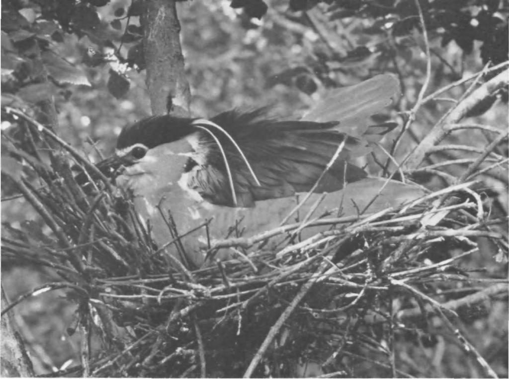 British Birds, Vol. xlvii, PI. 58. ADULT SETTLING DOWN ON NEST. CAMARGUE, SOUTH FRANCE. MAY, 1953. (Photographed by C. C. DONCASTER).