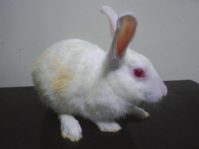 Eight rabbits, aged 3-10 months were affected with clinical signs of anorexia, anaemia, intense itching, erythema, dandruff, white indurated dry