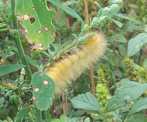 Caterpillar Yellow Bear Spilosoma