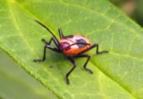 Hymenoptera: Torymidae Mario