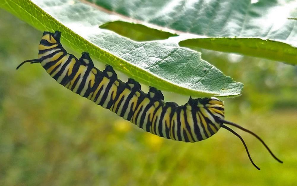 Monarch Danaus plexippus (Linnaeus) Lepidoptera: