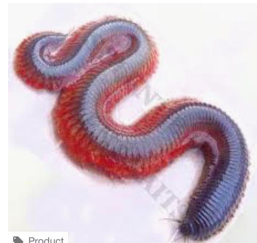 #12 Rag worms (annelida) Annelida means wormlike animal.