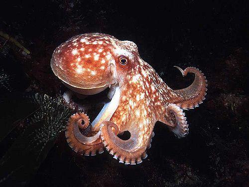 #14 Mollusca (Octopus Vulgaris) 1. 2. 3. 4. 5. The name octopus is derived from a Greek language and it means eight-footed.