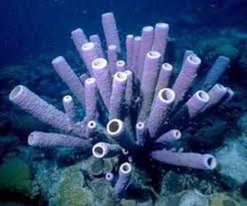 #1 Porifera (Sponges) Sea sponges, are Sessile animals; they don t move.
