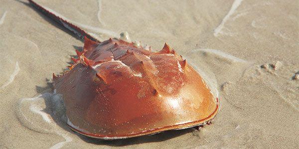 #19 Horseshoe Crab (Arthropod)Chelicerates Supposedly frozen in time, horseshoe crabs are often hailed as living fossils.