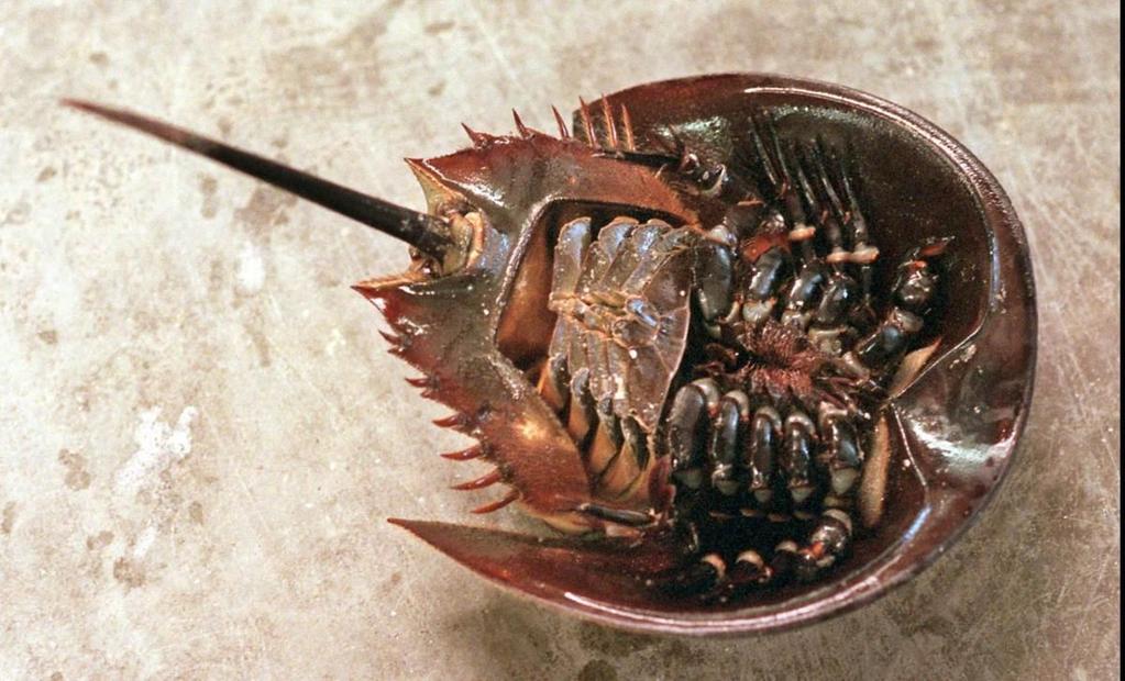 Unlike real crabs and their kin, horseshoe crabs lack antennae.
