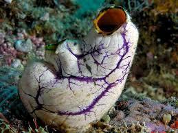 # 20 Urochordata (tunicates) Also know as a sea squirt or a sea pork these organisms