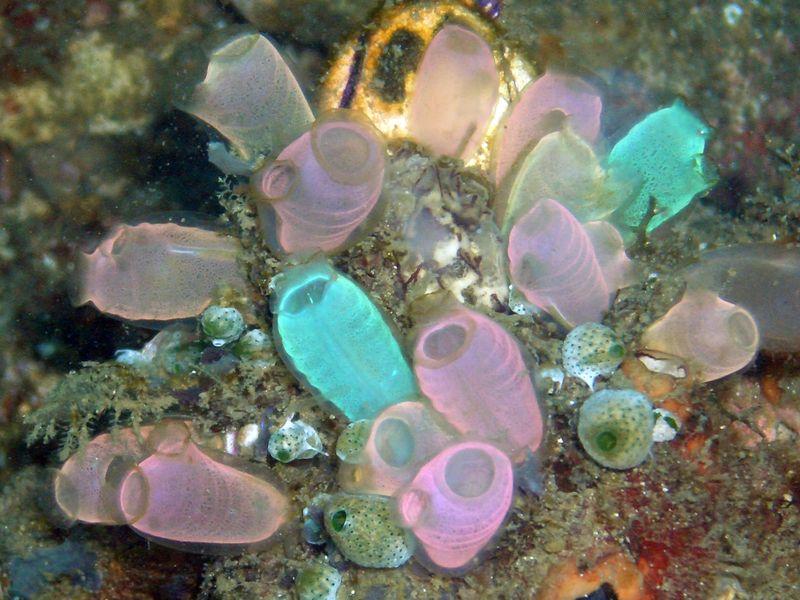 Some tunicates live as individuals but some also reproduce by budding.