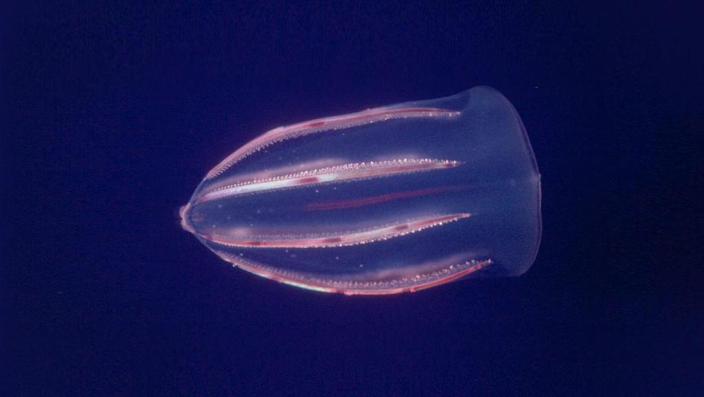 # 5 Phylum: Cnetophora Cteno = comb Bolinopsis infundibulum: Is a transparent animals similar to a jellyfish but they do not sting they have sticky pads.