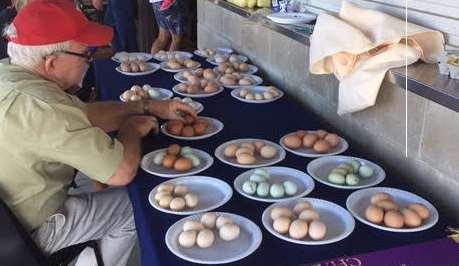 EGG COMPETITION: Plate of six eggs; either large or bantam, same size, same variety Prize: bag of feed donated by Brendale Produce Entry: 50c (Entries taken on the Sunday of show before 8:45 am)