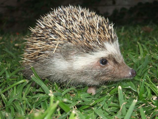 powerful legs with strong claws. The most distinctive feature of the hedgehog is its spines. Spines are modified hair ending in a needle-sharp point.