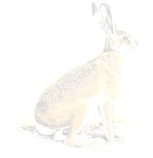 6 Order: Lagomorpha This order is represented by one family - Leporidae - in Southern Africa.
