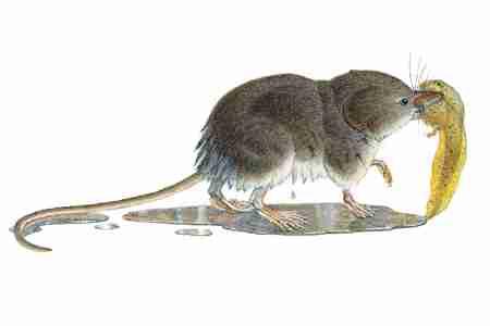 Water Shrew (Sorex palustris ) Water Shrews are almost invariably found near streams or other bodies of water, where they find food and also escape from predators.