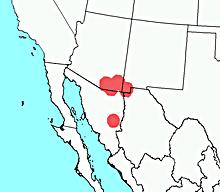 Arizona Shrew (Sorex arizonae) Conservation Status: Vulnerable. The Arizona Shrew was at first found only in Arizona, but it is now known to occur in New Mexico and northern Mexico as well.