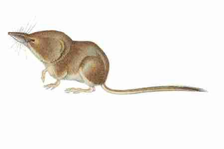 Cinereus Shrew (Sorex cinereus) Mainly nocturnal and rarely seen, the Cinereus Shrew is nonetheless common and widespread below the timberline in northern deciduous and