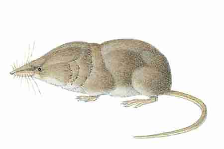 Montane Shrew (Sorex monticolus) Montane Shrews are among the most common shrews, and do well in a variety of moist habitats: thick, grassy areas near streams or rivers;