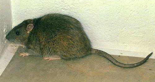 Norway Rat (Rattus norvegicus) Hairless tail Introduced.