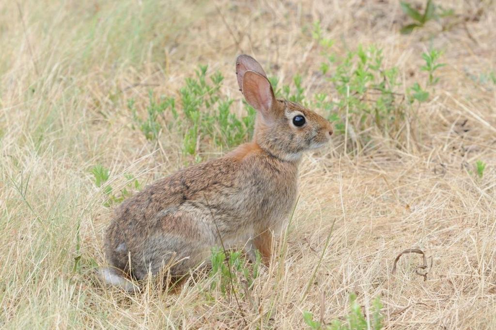 Cottontail Rabbit (Sylvilagus floridanus) Common, but populations fluctuate.