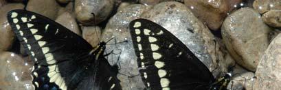 Description: A small, recognizable species, this swallowtail is predominantly black and has short, almost non-existent tails on its hind wings.