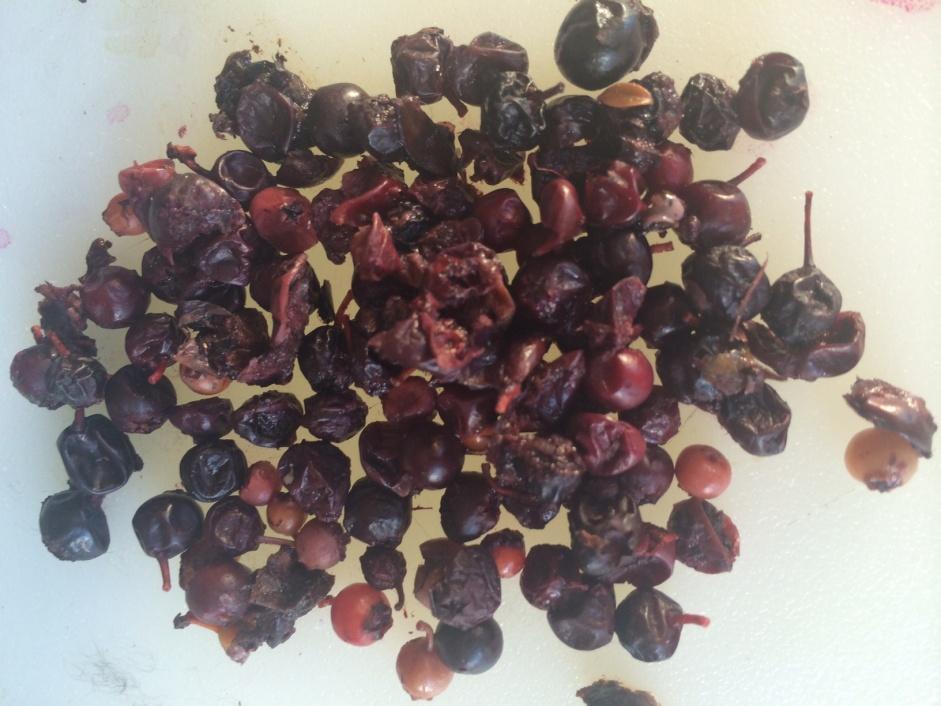 Tegu Gut Contents Analysis Plantae (24; 62%) Native berries Shiny blueberry (Vaccinium myrsinites) Saw palmetto (Serenoa repens) Black