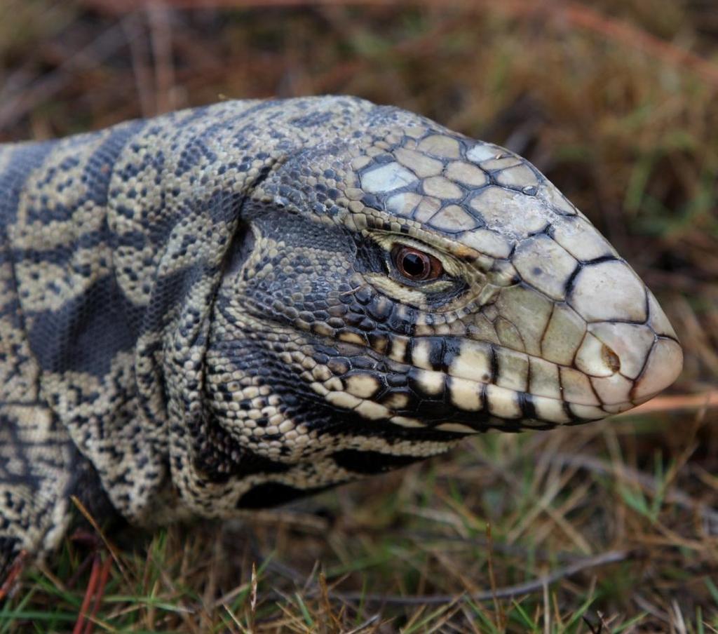 Argentine black and white tegu Bioprofile: Origin: Argentina, Uruguay, Paraguay, Brazil Color: Black body with white dorsal bands or dashes Size: up to 8kg (17.