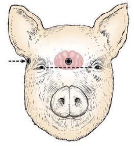 EUTHANASIA AND SLAUGHTER SPCA Certified Standards for the Raising and Handling of Pigs 40 A - Frontal site (gunshot or captive bolt): Placement is in the center of the forehead, slightly above a line