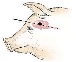 B - Temporal region (gunshot only) C - Behind the ear (gunshot only): Directed diagonally toward the opposite eye B A A B C Above diagrams from Shearer and Nicoletti (2011); republished with