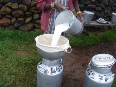 farm in Kenya focussing on:- Milk