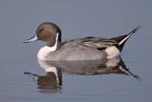 American Wigeon (Anas americana) Northern Pintail (Anas acuta) 18.5 in. BL 35 in.