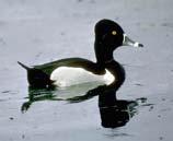 Ring-necked Duck (Aythya collaris) 12 in. BL 28 in.