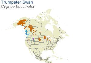 WS Tundra Swan (Cygnus columbianus) Large,