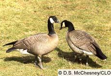 upper wing, and flanks Cackling Goose (Branta hutchinsii) Not Required 4 Subspecies 22-30 in.